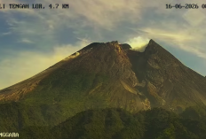 Awan Panas Guguran Terjadi di Merapi Pagi Ini, Meluncur ke Kali Sat Sejauh 2 Kilometer