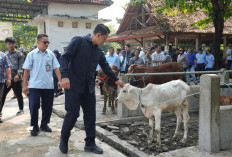 Cegah PMK dan Antraks di Sleman, Pemeriksaan Hewan Kurban Diperketat dari Kandang ke Penyembelihan