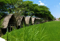 Bukan Wisata Mewah, Bulak Wilkal Jadi Tempat Nongkrong Favorit di Pinggir Sawah Pleret