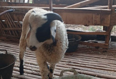 Domba Merino-Garut Tiga Bulan Tembus Rp1,7 Juta, Tampilannya Bikin Peternak Kepincut