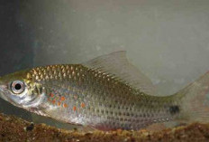 Nilem dan Tawes Jadi Pilihan, Ikan Lokal Ditebar di Enam Perairan Bantul