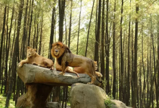 Solusi Liburan Seru Tanpa Bikin Dompet Bolong, Cara Murah ke Taman Safari Bogor 