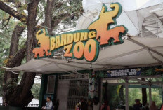 Konflik Bandung Zoo Memanas, Geopix Ingatkan Negara Jangan Korbankan Satwa