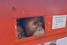 Repatriasi Empat Orangutan dari Thailand, Geopix Soroti Celah Pengawasan Satwa Liar