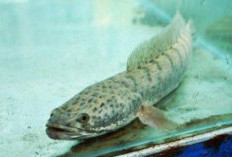 Ikan Kutuk Kian Langka, Pembudidaya Berupaya Jaga Ikan Lokal Penghasil Albumin Tetap Lestari