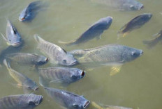 Jangan Salah Tentang Ikan Nila, Bukan Ikan Asli Indonesia, Berpotensi Invasif dan Tak Boleh Dilepasliarkan
