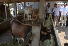Stok Hewan Kurban Bantul Aman Jelang Iduladha 2026, Harga Naik tapi Masih Stabil