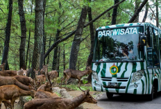 Menjelajahi Wisata Keluarga Taman Safari Prigen Perjalanan Darat untuk Liburan