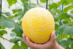 Lahan Kosong Disulap Jadi Kebun Melon Premium, KWT Anyelir Lumbungrejo Buktikan Peluang Cuan dari Greenhouse