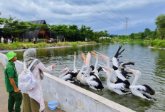 Menjelajahi Wisata Alam Edukasi dan Promo Spesial Aviary Park Indonesia 2026