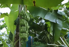 Diversifikasi Pertanian Sleman, Pisang Cavendish Mulai Tembus Pasar Modern