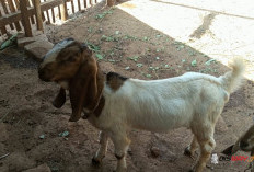 Kemarau Bikin Pakan Sulit, Peternak Kambing Bligon di Nglipar Akali Dengan Cacahan Batang Pepaya