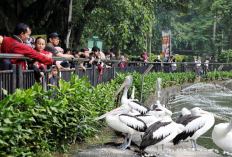 Liburan Hemat ke Taman Margasatwa Ragunan, Rute Terbaik dari Depok untuk Keluarga