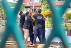 Warga Binaan Lapas Wirogunan Antusias Ikut Kurban, Sembelih 3 Sapi dan 8 Kambing saat Iduladha