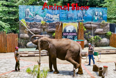 Semarang Zoo Ini Update Harga Tiket Juni 2026 dan Jadwal Animal Show Terbaru