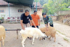 PCPM Prambanan Gandeng Peternak Lokal, Layani Kebutuhan Domba Kurban Jaringan Anak Usaha Muhammadiyah