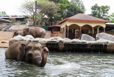 Wisata Ramah Anak di Jogja Ini Jadi Destinasi Edukasi dan Rekreasi Terbaik untuk Liburan 