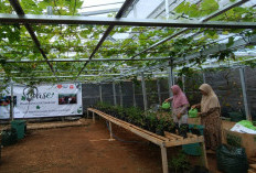 Kebun Anggur Jadi Ruang Bahagia Lansia Gunungkidul, Kurangi Kesepian di Usia Senja
