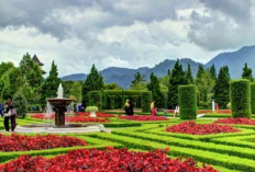 Menjelajahi Keindahan Kebun Begonia Lembang, Destinasi Wisata Bunga Estetik di Bandung