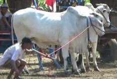 Menjaga Sapi Jawa Tetap Lestari, UGM Dorong Penyelamatan Populasi