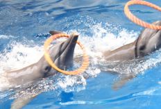 Menjelajahi Keajaiban Satwa di Tepian Samudera Wisata Beach Safari Batang