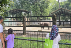 Liburan Seru ke Kebun Binatang Ragunan, Berikut Informasi Harga Tiket dan Aktivitas Edukasi Terbaru