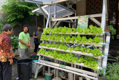 Marbot dan Remaja Masjid Dilatih Manfaatkan Air Wudhu Jadi Nutrisi Tanaman, Warga Bisa Terapkan di Rumah