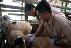 Kasus PMK Naik di DIY, Vaksinasi Sapi dan Domba Dipercepat