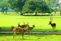 Bogor punya Silent Walking Guna Sembunyikan Diri dari dan Temukan Ketenangan Jiwa