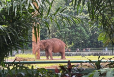 Update Harga Tiket dan Jam Operasional Ragunan, Destinasi Wisata Edukasi Paling Favorit Keluarga