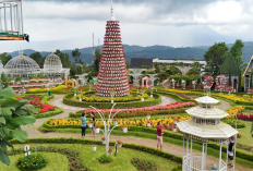 Liburan Hemat di Taman Bunga Celosia 2026, Ini Cara Dapat Diskon Tiket 