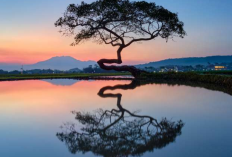 Instagramable Banget! Ini Tempat Wisata Salatiga yang Lagi Hits Destinasi Favorit 2026
