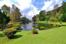 Menyaksikan Keindahan Bunga Sakura Mekar Sempurna di Kebun Raya Cibodas ala Jepang
