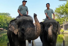 Deo dan Sinta Berangkat dari Jogja, Gembira Loka Tegaskan Translokasi Bukan Sekadar Memindahkan Gajah