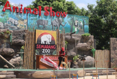 Informasi Harga Tiket Masuk Cuma Rp 10 Ribu, Wahana Edukasi, dan Spot Seru Semarang Zoo 