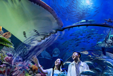 Promo Hari Kemerdekaan Liburan Edukatif Bawah Laut dengan Tiket Masuk Sea World Ancol 