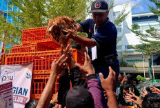 Harga Pakan Melambung, Peternak DIY Bagi-bagi Ribuan Ayam Gratis di DPRD dan Malioboro