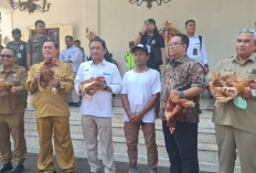 Harga Telur Tak Sampai Rp20 Ribu, DPRD DIY Dorong Penurunan HPP Peternak