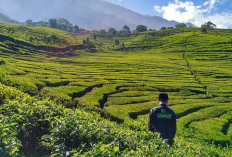 Menajajaki Sisi Romantis Blitar Dari Kesejukan Kebun Teh Sirah Kencong Sampai Keagungan Candi Penataran
