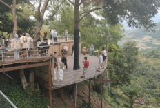 Harga Tiket Masuk Dante Pine 2026 Ini Destinasi Wisata Paling Hits dengan View Gunung 