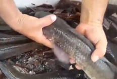 Dari Hobi Mancing hingga Jadi Pengepul Utama, Suwandi Pioner Budidaya Ikan Gabus di Kulon Progo