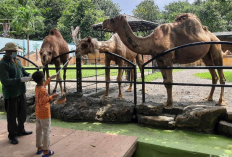 Kunjungi Spot Wisata Populer di Surabaya Ini untuk Mengisi Libur Sekolah Anak