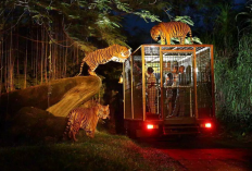 Eksotisme Malam di Kota Solo Lewat Wisata Safari Night Adventure dan Safari Raya 