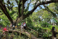 Menjelajah Keindahan Magis Hutan Trembesi Purba di De Djawatan Forest Wisata Banyuwangi 