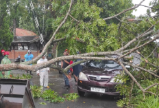 Hujan Lebat dan Angin Kencang Terjang Sleman, Puluhan Pohon Tumbang di Pakem dan Cangkringan