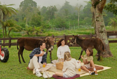 Wisata Hits Bali Farm House 2026, Ini Harga Tiket Terbaru, dan Tips Ketemu Alpaca