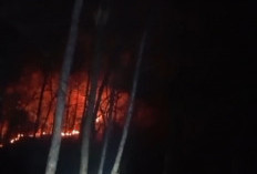 Kebakaran Hutan Selopamioro Terjadi di Dua Titik, Api Sempat Menyala hingga Tengah Malam