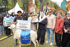 Dongkrak Potensi Wisata Hingga Budaya Lokal, Kontes Domba Sakub dan Fun Trail Run Meriahkan SAKALI FEST Brebes
