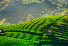 Lagi Hits Tempat Wisata di Majalengka Paling Instagramable untuk Liburan Seru dan Menenangkan