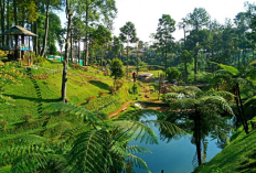 Pesona Panorama Luas dan Spot Instagramable di Kebun Teh Pagilaran Batang